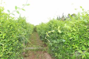 TRÀ DÂY THÌA CANH – HTX TRỒNG CÂY DƯỢC LIỆU XÃ HẢI LỘC – SẢN PHẨM OCOP 3 SAO TỈNH NAM ĐỊNH ĐỢT 2 NĂM 2020 2 125210527 103373838266472 9106590788959779283 n