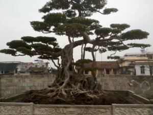CÔNG TY CỔ PHẦN HOA CÂY CẢNH ĐỖ HOÀNG PHÚC 3 125294986 103226718281184 1656634329327033843 n