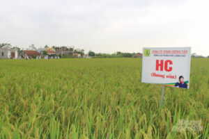 Sản phẩm OCOP Nam Định "lên ngôi" 3 127156787 110482394222283 4034083707621573136 n