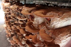 Sản phẩm Nấm Linh Chi của HTX sx nấm Nhật Bằng đạt xếp hạng sản phẩm OCOP 3 Sao tỉnh Nam Định năm 2020 3 129514509 117702536833602 1948098560446014681 n