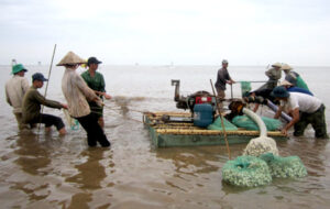 Ngao Sạch Giao Thủy- Sản phẩm OCOP 4 Sao tỉnh Nam Định năm 2019 4 130231339 118292763441246 6250045964892377759 n