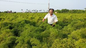 Rễ Đinh Lăng Sấy Khô - Sản phẩm OCOP 3 Sao tỉnh Nam Định 2020 4 131064365 123548406249015 317600581985223092 n