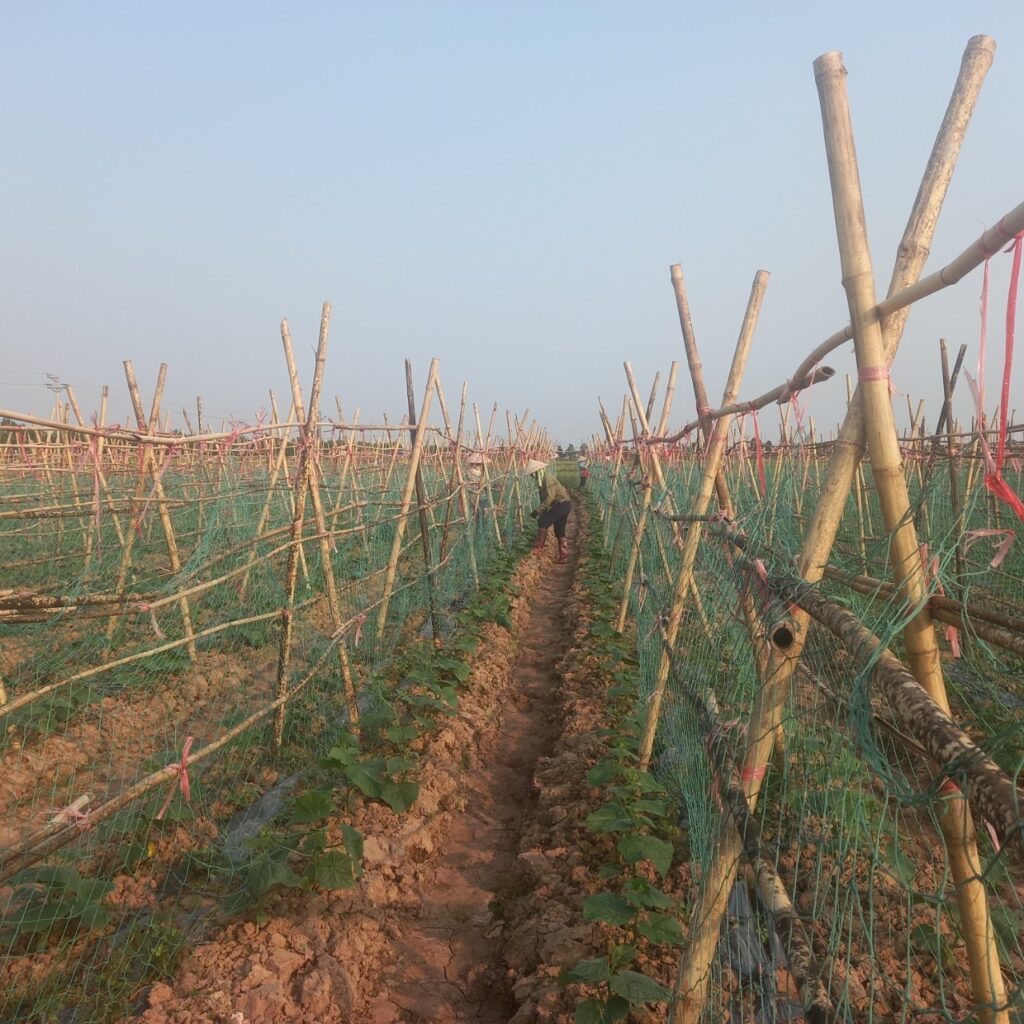 Giao Thủy phát triển sản phẩm Ocop gắn với chương trình mỗi xã một sản phẩm nông nghiệp sạch, an toàn. 3 dm