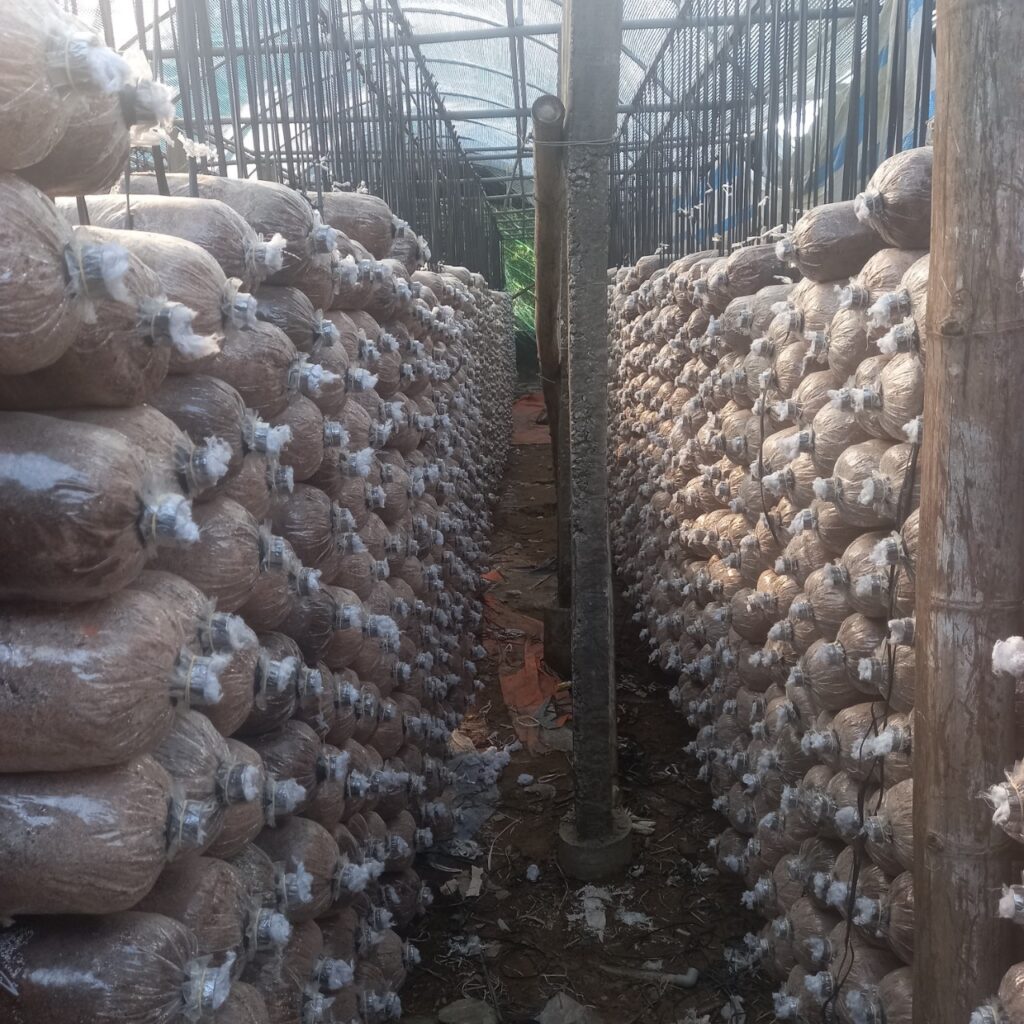 Giao Thủy phát triển sản phẩm Ocop gắn với chương trình mỗi xã một sản phẩm nông nghiệp sạch, an toàn. 4 nam