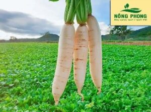 Tiềm năng sản phẩm OCOP Nghĩa Hưng 10 9 1