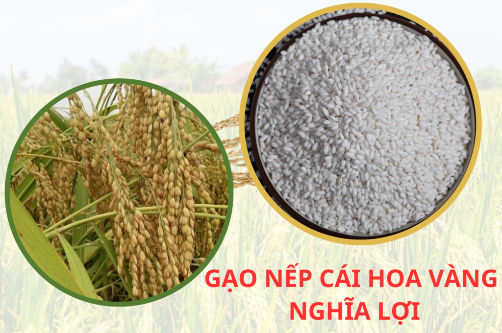OCOP HUYỆN NGHĨA HƯNG CÓ THÊM 02 SẢN PHẨM MỚI 3 25