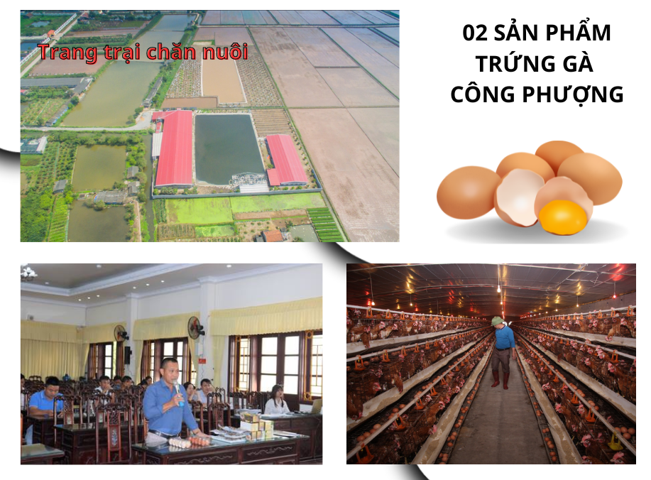 Huyện Hải Hậu Nâng Tầm Thương Hiệu Với 7 Sản Phẩm đánh giá sản phẩm OCOP Tiêu Biểu Đợt 1 Năm 2024 5 Cong phuong