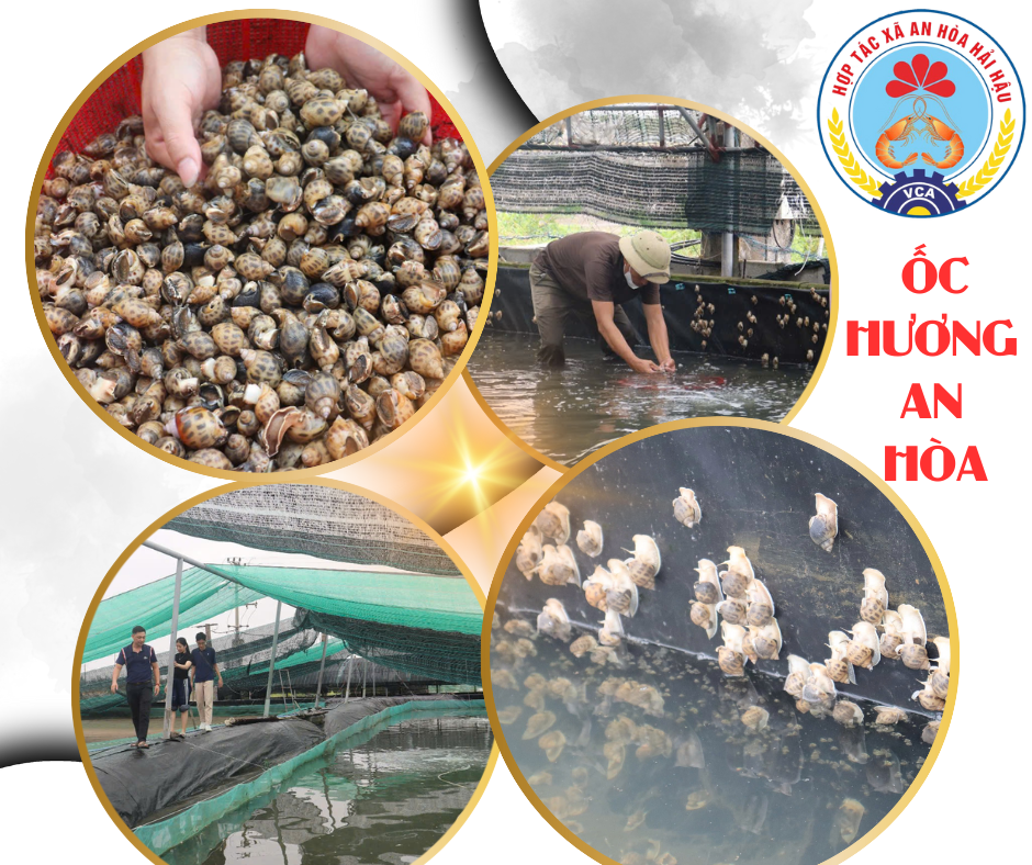 Huyện Hải Hậu Nâng Tầm Thương Hiệu Với 7 Sản Phẩm đánh giá sản phẩm OCOP Tiêu Biểu Đợt 1 Năm 2024 4 oc