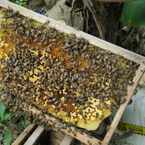 Mật ong hoa nhãn Thanh Thủy 5 hinh anh cau ong